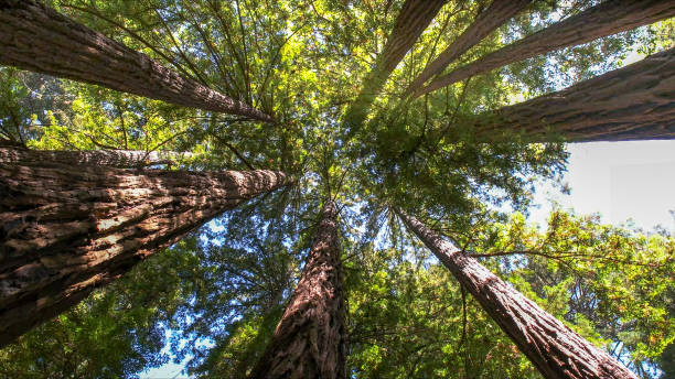 How Our Tree Care Process Works  in  Centennial, CO